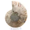 Amonita polida: Geometria marinha de Madagascar - 6