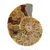Amonita fóssil de Mahajanga: Equilíbrio Mineral - 1