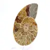 Amonita fóssil de Mahajanga: Equilíbrio Mineral - 2