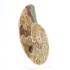 Amonita fóssil de Mahajanga: Equilíbrio Mineral - 3