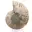 Amonita polida: Geometria marinha de Madagascar — 6