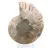 Amonita fóssil de Mahajanga: Equilíbrio Mineral