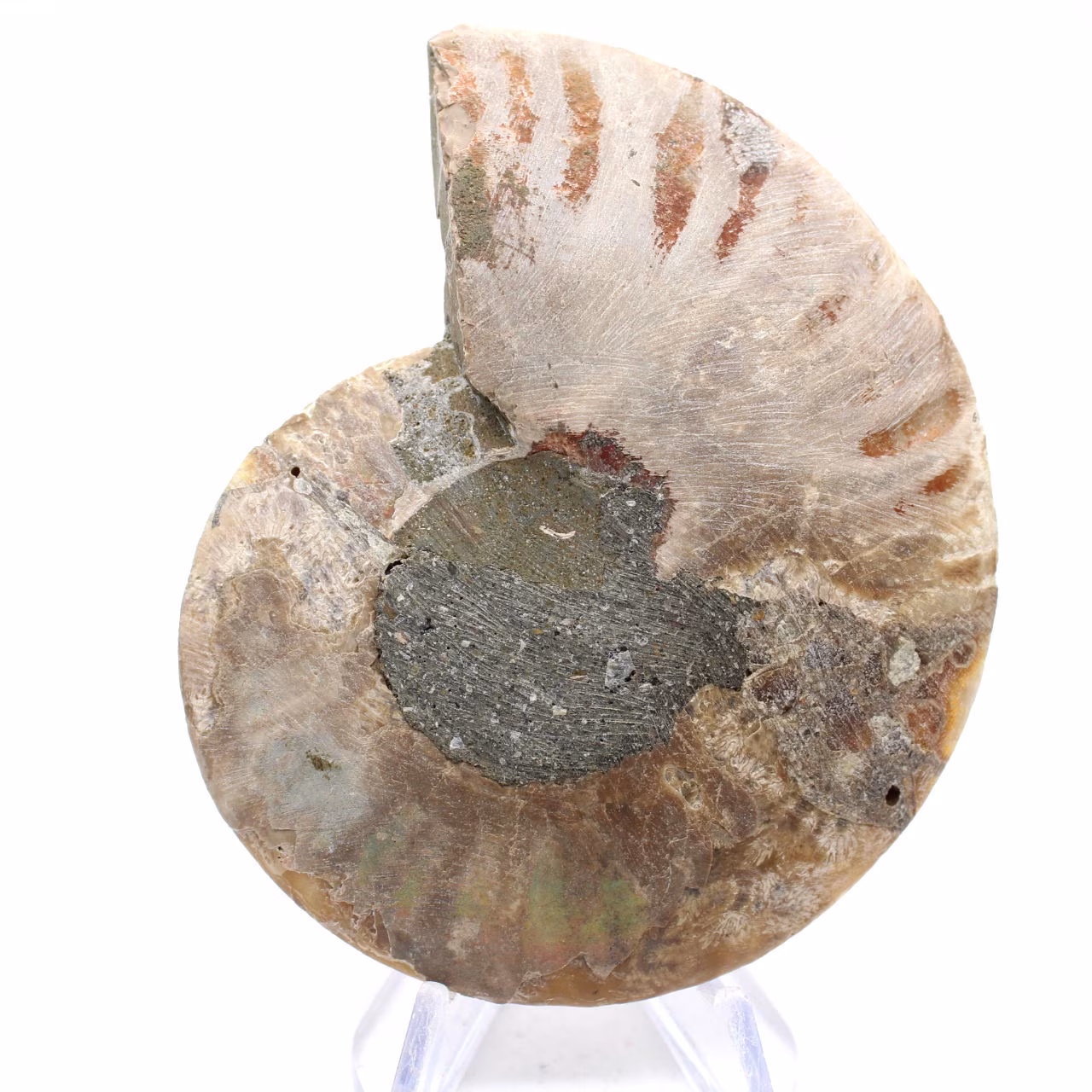 Amonita fóssil de Mahajanga: Equilíbrio Mineral