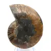Amonita polida: Geometria marinha de Madagascar - 7