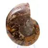 Amonita polida: Geometria marinha de Madagascar - 8