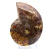 Amonita polida: Geometria marinha de Madagascar - 9