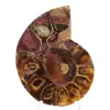 Espécime de amonita: A clareza de Mahajanga - 1