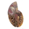 Espécime de amonita: A clareza de Mahajanga - 3