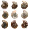 Amonita polida: Geometria marinha de Madagascar - 0