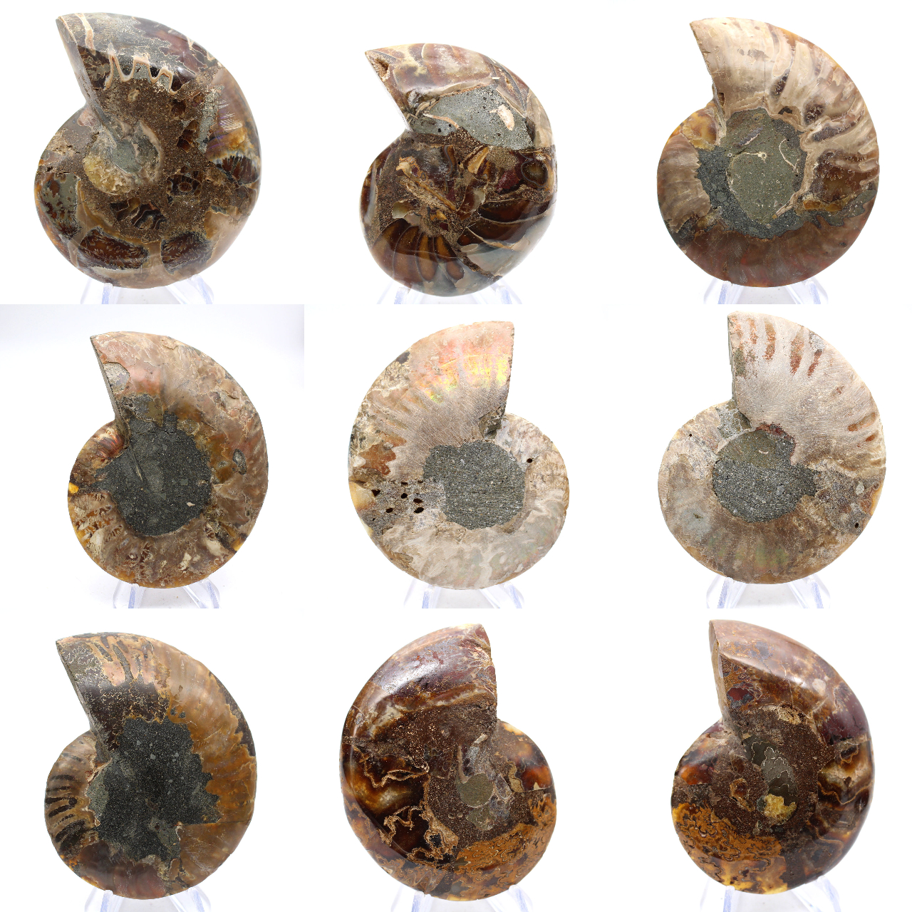 Amonita polida: Geometria marinha de Madagascar