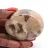 Seixo mineral em feldspato de Madagascar – Coleção