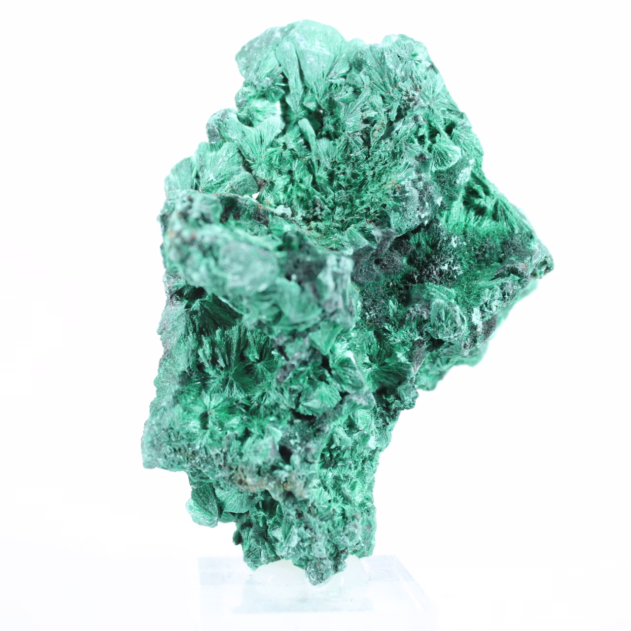 Malaquite do Congo com estrutura fibrosa, espécime mineral sobre base