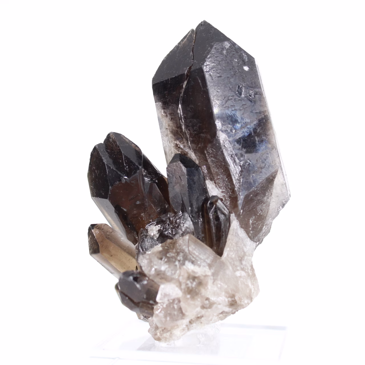 Cristal atarracado de quartzo mórion do Brasil, espécime mineral em base